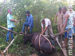 Vaca cai em poço artesiano de oito metros e mobiliza Bombeiros em cidade de MS Vaca cai em poço artesiano de oito metros e mobiliza Bombeiros em cidade de MS