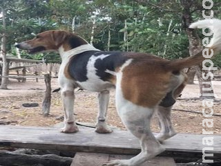 Vizinho dá paulada em cachorro que tem perna fraturada em cidade de MS