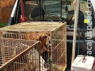 Após arrastar cachorro pela rua, idoso é preso em cidade de MS