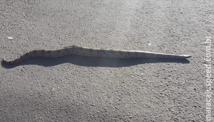 Carros param para esperar cobra ‘atravessar a rua’ na Afonso Pena Carros param para esperar cobra ‘atravessar a rua’ na Afonso Pena