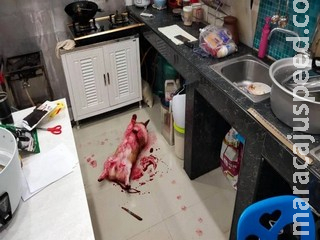Casal leva susto ao chegar em casa e ver cãozinho se ‘fingindo’ de morto