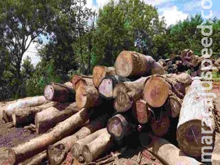 Dono de serraria é multado em R$ 21,3 mil por armazenamento ilegal de madeira