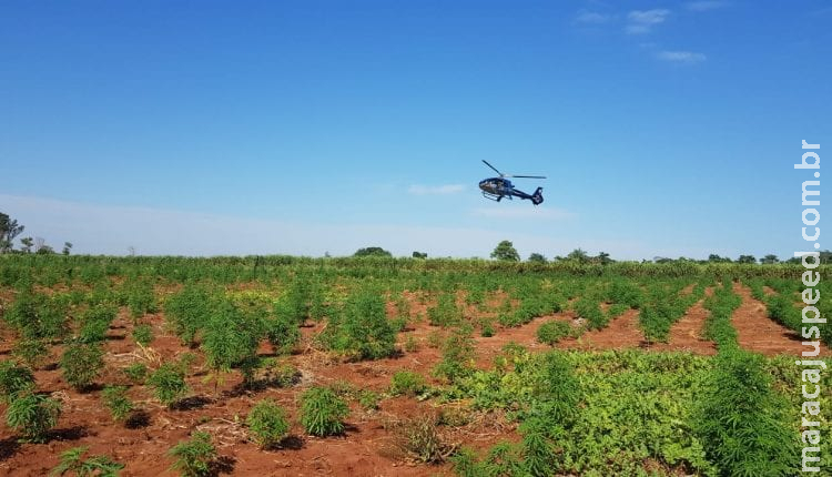 Em apenas 2 dias, polícia tira 423,7 toneladas de maconha de circulação na fronteira de MS Em apenas 2 dias, polícia tira 423,7 toneladas de maconha de circulação na fronteira de MS