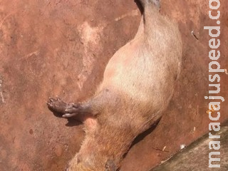 Mãe morre e filhote de capivara fica gravemente ferido após atropelamento na Afonso Pena Mãe morre e filhote de capivara fica gravemente ferido após atropelamento na Afonso Pena
