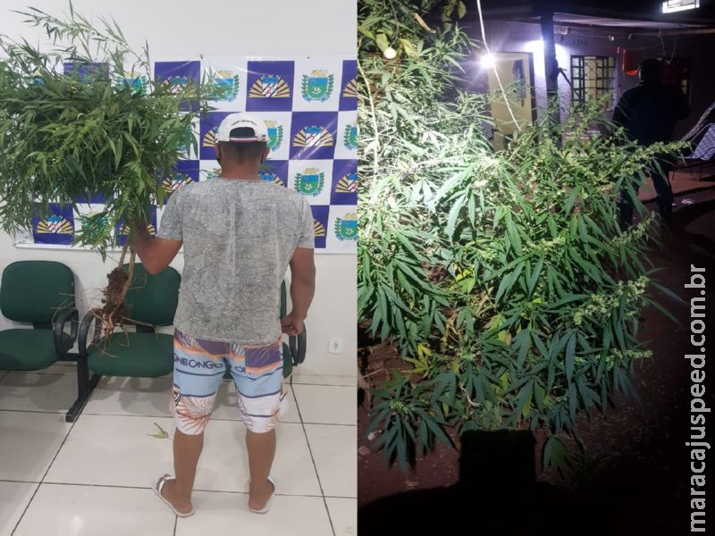 Maracaju: Polícia Militar prende homem por cultivar árvores (pés) de maconha na Vila Margarida e fecha “COOPERATIVA do cultivo” Maracaju: Polícia Militar prende homem por cultivar árvores (pés) de maconha na Vila Margarida e fecha “COOPERATIVA do cultivo”