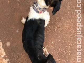 Maus-tratos: polícia resgata cães desnutridos com infestação de carrapatos Maus-tratos: polícia resgata cães desnutridos com infestação de carrapatos