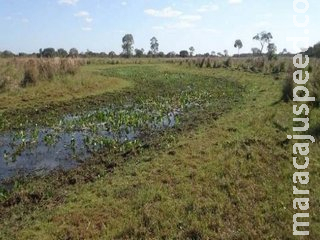 MP tenta impedir derrubada de 2,9 mil hectares do Pantanal para criação de gado MP tenta impedir derrubada de 2,9 mil hectares do Pantanal para criação de gado
