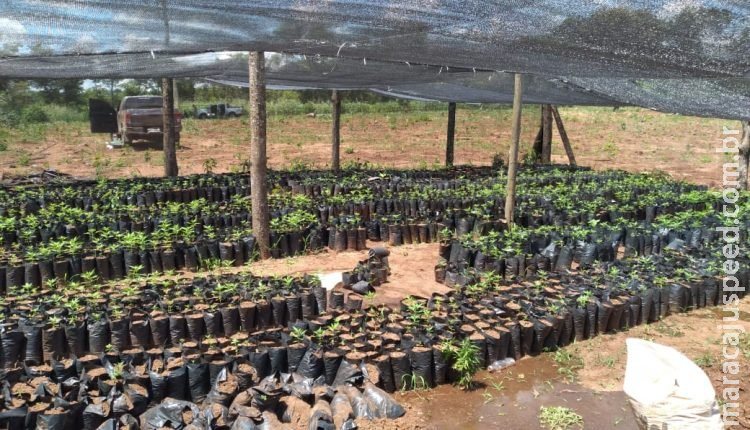 Operação na fronteira com MS encontra plantações de maconha com irrigação Operação na fronteira com MS encontra plantações de maconha com irrigação