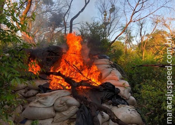 Paraguai ‘erradica’ maconha e prejuízo ao tráfico chega a R$ 40 milhões Paraguai ‘erradica’ maconha e prejuízo ao tráfico chega a R$ 40 milhões