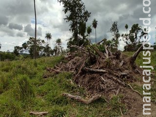 PMA autua fazendeiro de Caracol em R$ 15 mil por desmatamento ilegal PMA autua fazendeiro de Caracol em R$ 15 mil por desmatamento ilegal