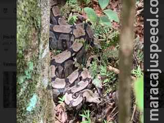 PMA captura jiboia em residência e devolve animal ao seu habitat natural PMA captura jiboia em residência e devolve animal ao seu habitat natural