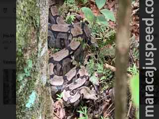 PMA captura jiboia em residência e devolve animal ao seu habitat natural