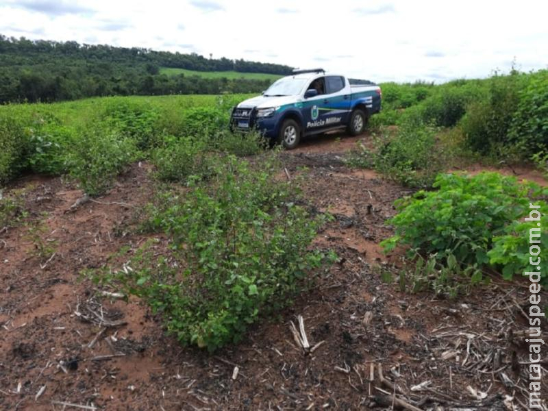 PMA de Costa Rica autua infrator em R$ 50 mil por realizar desmatamento legalizado, mas explorar a madeira em desacordo com a determinação da licença ambiental PMA de Costa Rica autua infrator em R$ 50 mil por realizar desmatamento legalizado, mas explorar a madeira em desacordo com a determinação da licença ambiental