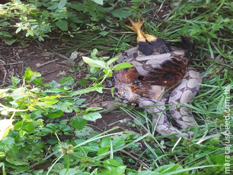 PMA de Rio Negro captura jiboia de dois metros que comia galinhas há um mês em quintal de residência no centro da cidade e hoje teria comido um gato do comunicante