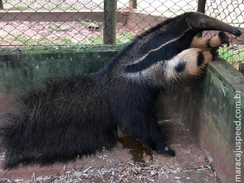 Polícia Militar Ambiental de Campo Grande captura tamanduá-bandeira em barracão no bairro Santa Luzia