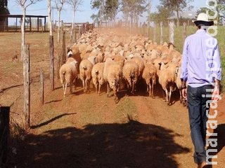 Preço do quilo vivo de ovinos em MS cresce mais de 18% em um ano