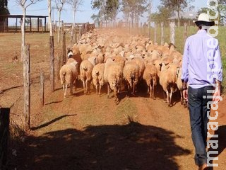Preço do quilo vivo de ovinos em MS cresce mais de 18% em um ano Preço do quilo vivo de ovinos em MS cresce mais de 18% em um ano