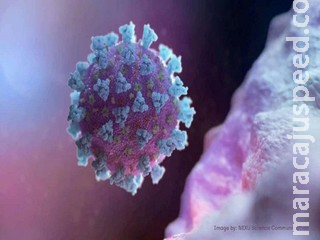 Rede investigará mutações do novo coronavírus em circulação no país Rede investigará mutações do novo coronavírus em circulação no país