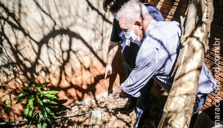 Alerta: Campo Grande tem dois bairros com infestação do mosquito da dengue