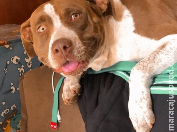 amília oferece recompensa para encontrar pitbull desaparecida no Jardim Tarumã amília oferece recompensa para encontrar pitbull desaparecida no Jardim Tarumã