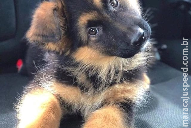 Ao comprar filhote de pastor alemão, homem encontra cachorro furtado há 5 anos