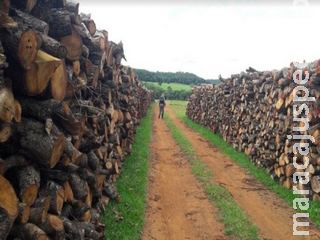 Arrendatário e agrônoma são multados em R$ 50 mil por licença falsa para exploração de madeira Arrendatário e agrônoma são multados em R$ 50 mil por licença falsa para exploração de madeira