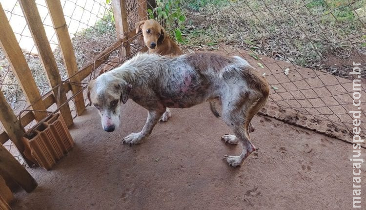 Com cachorro desnutrido e doente, PMA prende homem em flagrante por maus-tratos em Três Lagoas