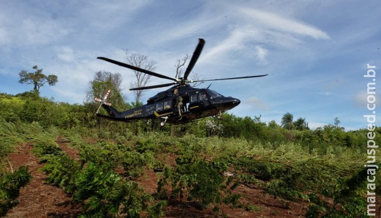 Destruição de lavouras de maconha na fronteira de MS já causou prejuízo de 51 milhões de dólares