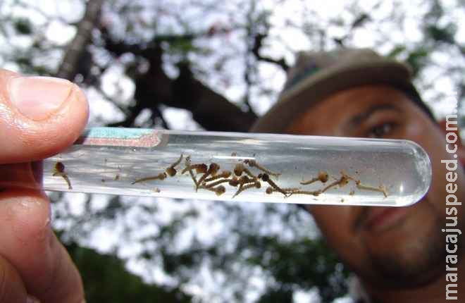 Em alta incidência, 7 bairros de Corumbá estão em alerta com casos de dengue