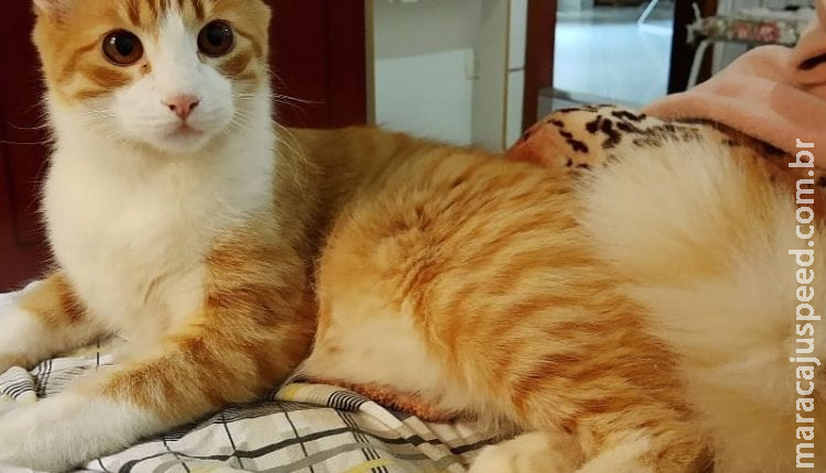 Família procura gato desaparecido na Vila Rica e oferece recompensa de R$ 1 mil Família procura gato desaparecido na Vila Rica e oferece recompensa de R$ 1 mil