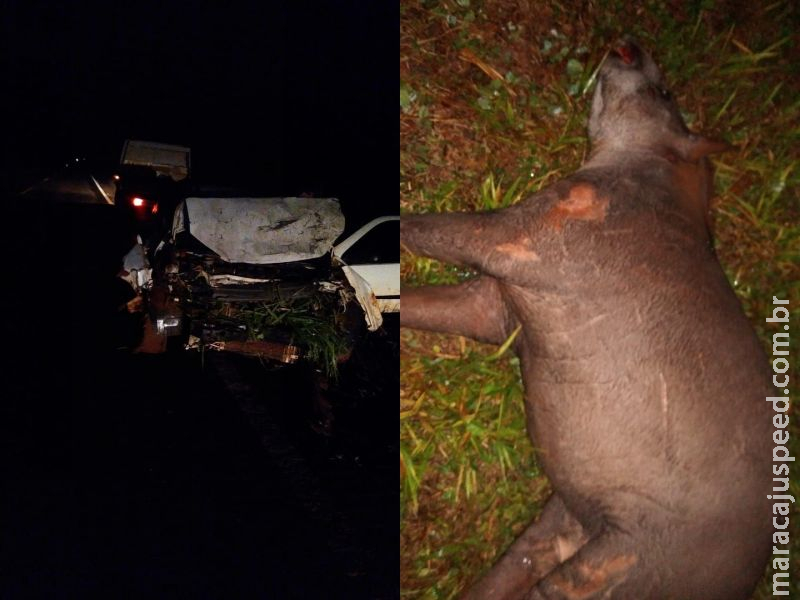 Maracaju: Condutor de veículo colidi com animal silvestre “Anta” e perde controle de veículo na BR-267