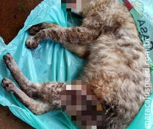 Moradora encontra gato e cachorro mortos em frente de casa em MS Moradora encontra gato e cachorro mortos em frente de casa em MS