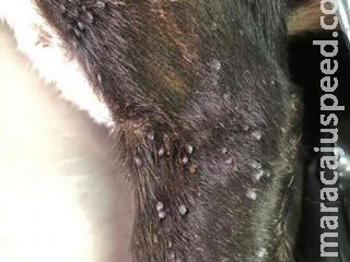 Mulher é multada por deixar cão desnutrido, doente e infestado de carrapatos Mulher é multada por deixar cão desnutrido, doente e infestado de carrapatos
