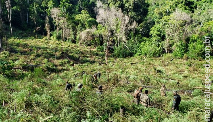 Narcotráfico perde U$ 32,7 milhões com destruição de lavouras na fronteira com MS