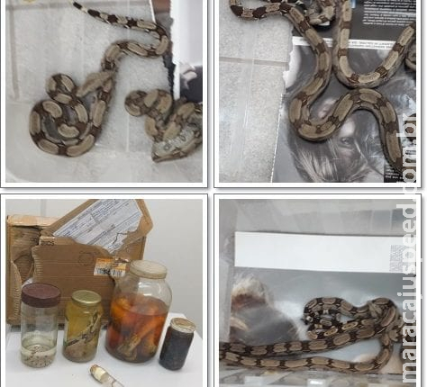 Polícia encontra 15 serpentes dentro de encomenda nos Correios em SP
