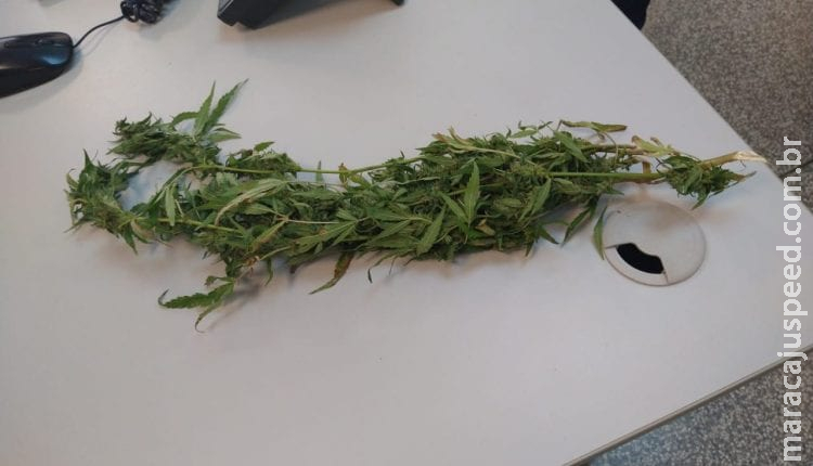 Vítima de violência doméstica é flagrada com pé de maconha dentro de delegacia Vítima de violência doméstica é flagrada com pé de maconha dentro de delegacia