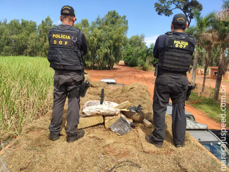 Caminhão que seguia para São Paulo com mais de 11 toneladas de maconha foi apreendido pelo DOF durante a Operação Hórus Caminhão que seguia para São Paulo com mais de 11 toneladas de maconha foi apreendido pelo DOF durante a Operação Hórus