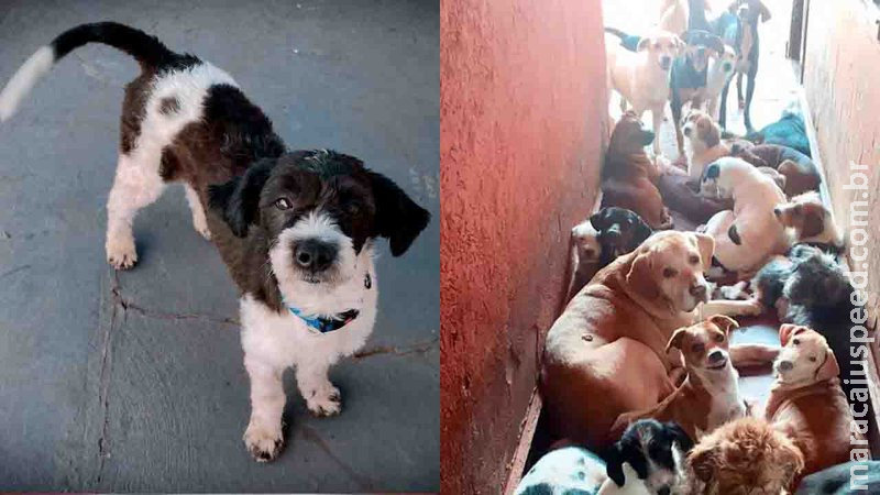 Cap atravessou Campo Grande e encontrou um lar; saiba como adotar cãezinhos à procura de um tutor Cap atravessou Campo Grande e encontrou um lar; saiba como adotar cãezinhos à procura de um tutor