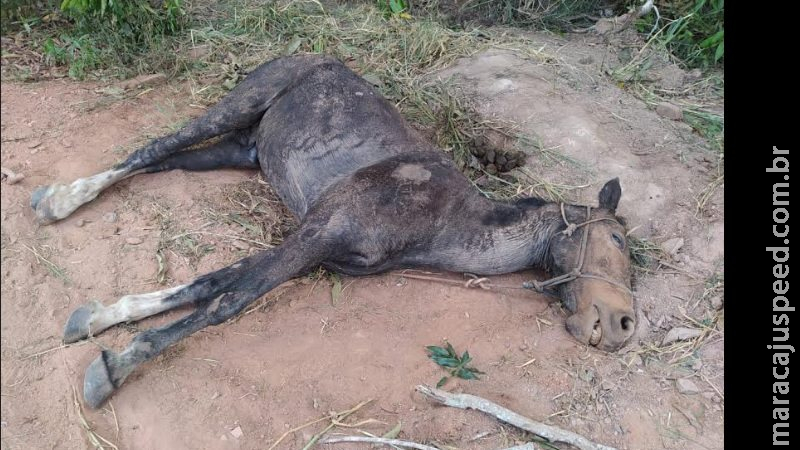 Cavalo morre abandonado em valeta e proprietário do animal é preso Cavalo morre abandonado em valeta e proprietário do animal é preso