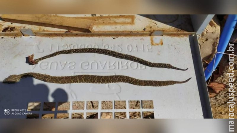 Cobras peçonhentas em Campo Grande são reflexos de queimadas; confira como proteger sua casa Cobras peçonhentas em Campo Grande são reflexos de queimadas; confira como proteger sua casa