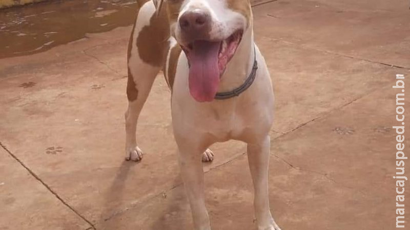 Com recompensa de R$ 700, família procura por pitbull desaparecida no Aero Rancho Com recompensa de R$ 700, família procura por pitbull desaparecida no Aero Rancho