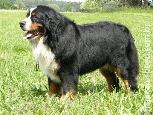 Condomínio é obrigado a autorizar que morador mantenha cão de grande porte no local em MS Condomínio é obrigado a autorizar que morador mantenha cão de grande porte no local em MS
