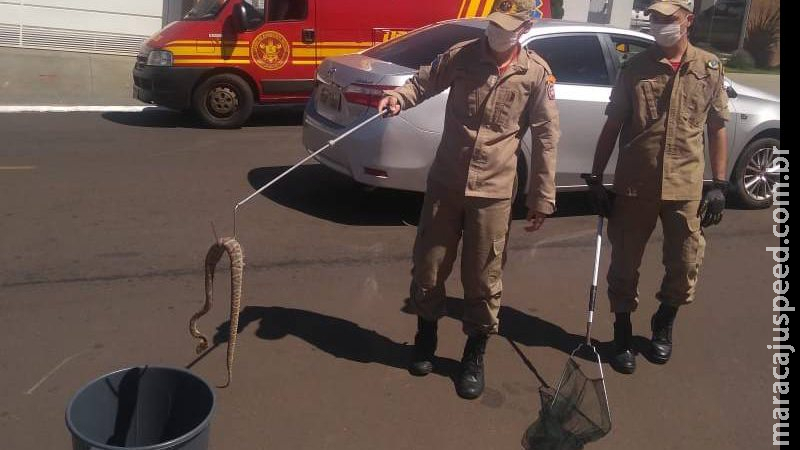 Corpo de Bombeiros captura jararaca no centro de cidade em MS Corpo de Bombeiros captura jararaca no centro de cidade em MS