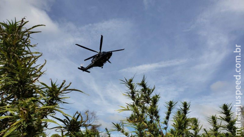 Destruição de lavouras causa prejuízo de U$ 57 milhões ao narcotráfico na fronteira em MS Destruição de lavouras causa prejuízo de U$ 57 milhões ao narcotráfico na fronteira em MS