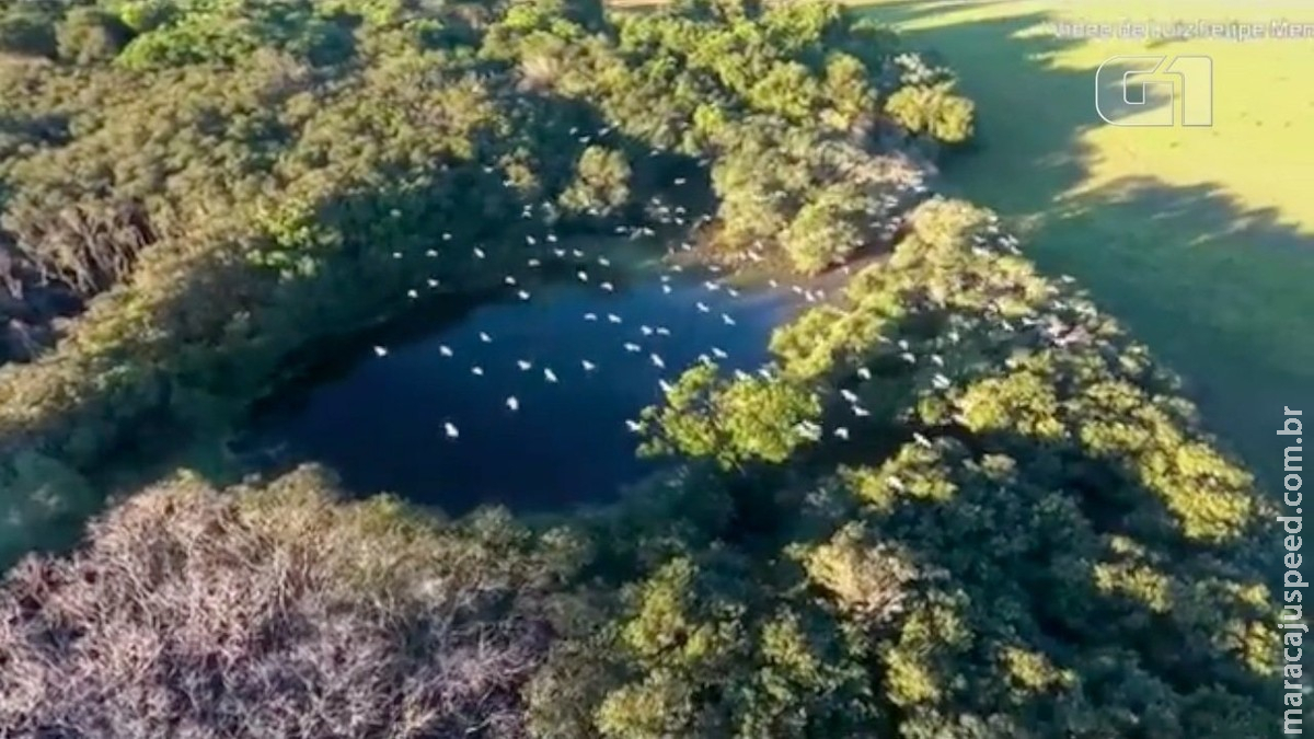 Do alto, biólogo de MS filma momento em que garças se juntam e Do alto, biólogo de MS filma momento em que garças se juntam e