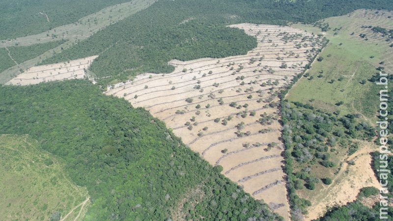 Em Coxim, falsa agrônoma e fazendeiro são multados em R$ 90 mil por desmatamento ilegal Em Coxim, falsa agrônoma e fazendeiro são multados em R$ 90 mil por desmatamento ilegal