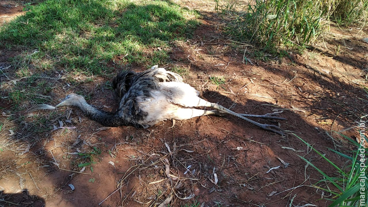 Em Vicentina, PMA autua dono de sítio em R$ 7 mil por maus tratos a jumentos emas que eram mantidas em cercado e foram encontradas mortas Em Vicentina, PMA autua dono de sítio em R$ 7 mil por maus tratos a jumentos emas que eram mantidas em cercado e foram encontradas mortas