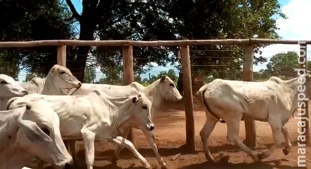 Família procura polícia ao perceber furto de 35 cabeças de gado em fazenda de MS Família procura polícia ao perceber furto de 35 cabeças de gado em fazenda de MS
