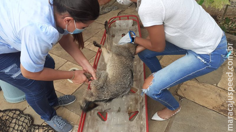 Ferido, lobinho é resgatado por moradores de bairro de Corumbá Ferido, lobinho é resgatado por moradores de bairro de Corumbá