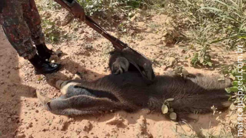  Filhote de tamanduá-bandeira se agarra em corpo da mãe morta atropelada em MS